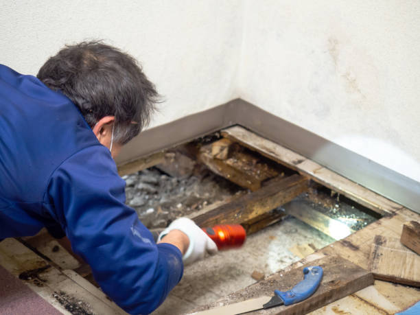 Attic Mold Removal in Oregon City, OR
