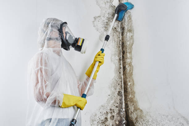 Oregon City, OR Mold Removal Company