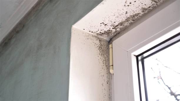 Best Mold Testing  in Egon City, OR