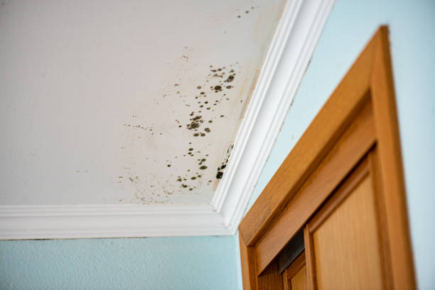 Best Fast Mold Removal  in Egon City, OR