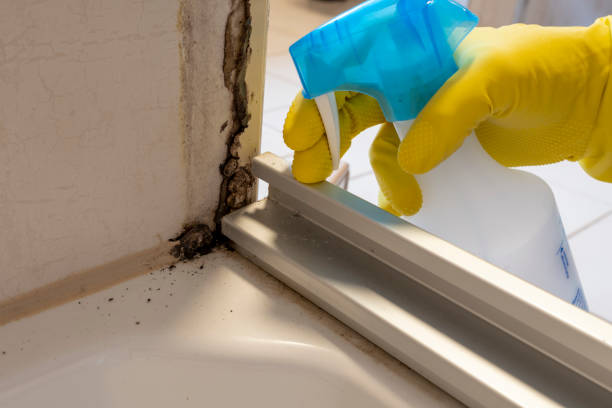 Best Local Mold Removal Service  in Egon City, OR