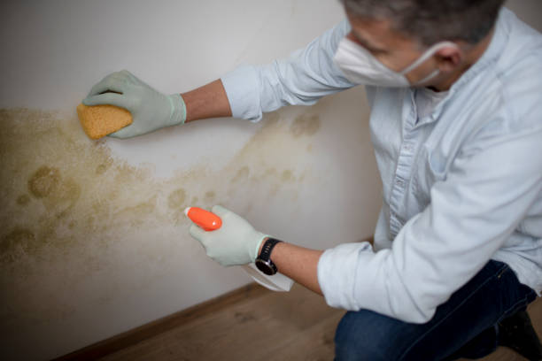 Best Mold Damage Repair  in Egon City, OR