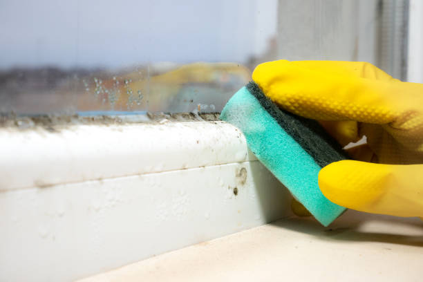 Best Attic Mold Removal  in Egon City, OR