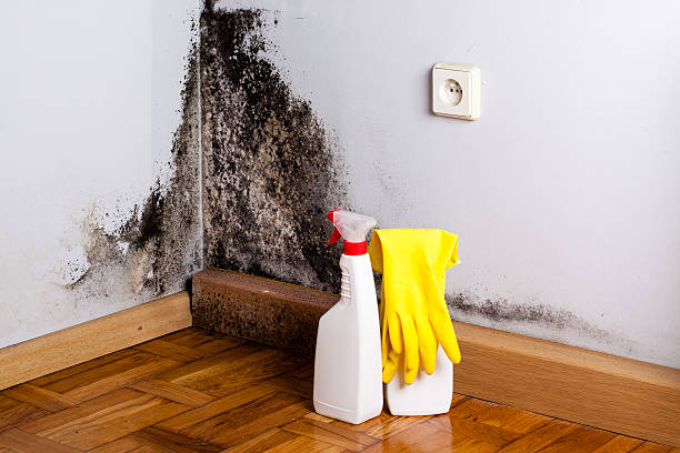 Best Crawl Space Mold Removal  in Egon City, OR