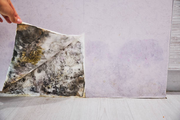 Best Best Mold Removal Companies  in Egon City, OR
